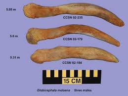 Image result for Globicephala melas