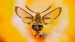 Attēlu rezultāti vaicājumam “Hemaris tityus”