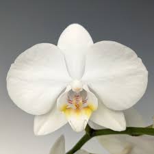 Attēlu rezultāti vaicājumam “Aphelia viburniana”