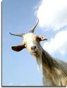 Magic Goat Agonistes The Inverse Delirium Podcast