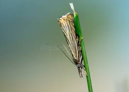 Attēlu rezultāti vaicājumam “Chrysoteuchia culmella”