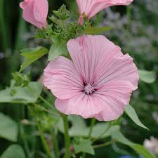 Image result for Lavatera trimestris