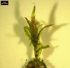 Attēlu rezultāti vaicājumam “Plagiomnium cuspidatum sporophyte”