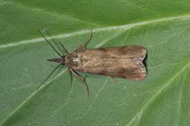 Attēlu rezultāti vaicājumam “Hypochalcia ahenella”