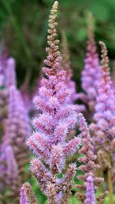Image result for Astilbe
