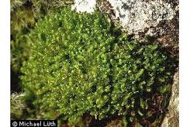 Attēlu rezultāti vaicājumam “Lophozia”