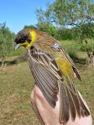 Image result for Emberiza melanocephala