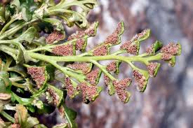 Attēlu rezultāti vaicājumam “Asplenium ruta-muraria”