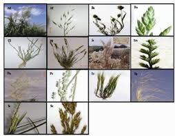 Attēlu rezultāti vaicājumam “Gramineae”