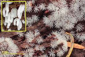 Attēlu rezultāti vaicājumam “Trichia botrytis var. cerifera spores”