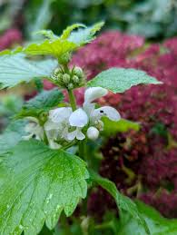 Attēlu rezultāti vaicājumam “Lamium album flower”
