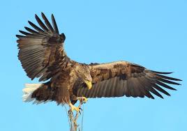 Image result for Haliaeetus albicilla