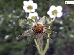 Attēlu rezultāti vaicājumam “Fragaria moschata flower”