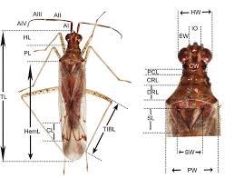 Attēlu rezultāti vaicājumam “Dicyphus nymph”