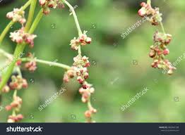 Attēlu rezultāti vaicājumam “Rumex acetosa bud”