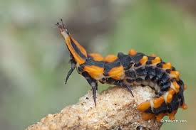 Attēlu rezultāti vaicājumam “Lycidae”