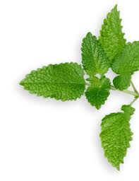 Attēlu rezultāti vaicājumam “Melissa officinalis leaf”