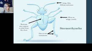 Attēlu rezultāti vaicājumam “Sternorrhyncha”