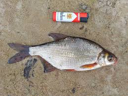 Image result for Blicca bjoerkna