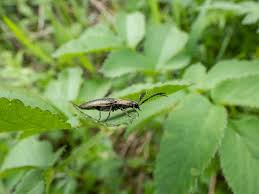 Attēlu rezultāti vaicājumam “Ctenicera pectinicornis male”