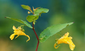 Attēlu rezultāti vaicājumam “Impatiens noli-tangere leaf”