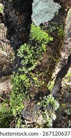 Attēlu rezultāti vaicājumam “Lobaria amplissima”