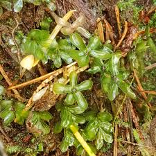 Attēlu rezultāti vaicājumam “Rhizomnium punctatum”