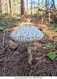 Attēlu rezultāti vaicājumam “Macrolepiota”