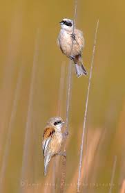 Attēlu rezultāti vaicājumam “Remiz pendulinus adult”