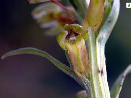 Attēlu rezultāti vaicājumam “Coeloglossum viride flower”