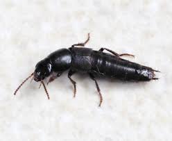 Attēlu rezultāti vaicājumam “Quedius dilatatus”