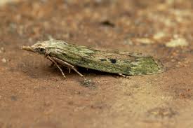 Attēlu rezultāti vaicājumam “Aphomia sociella female”