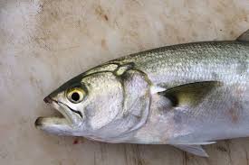 Image result for Pomatomus saltatrix