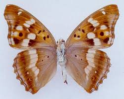 Attēlu rezultāti vaicājumam “Apatura ilia male”