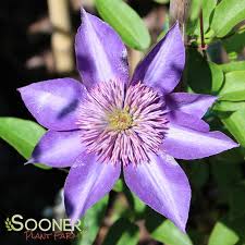 Image result for clematis multi blue