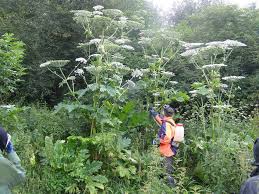 Attēlu rezultāti vaicājumam “Heracleum sosnowskyi”