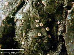 Attēlu rezultāti vaicājumam “Coenogonium pineti”