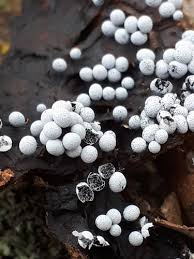 Attēlu rezultāti vaicājumam “Badhamia capsulifera macro”