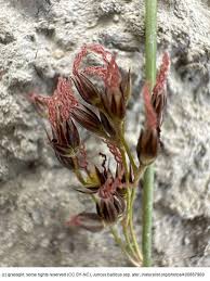 Attēlu rezultāti vaicājumam “Juncus balticus”