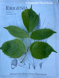 Attēlu rezultāti vaicājumam “Acer negundo leaf”