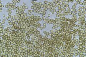 Attēlu rezultāti vaicājumam “Phleogena faginea”