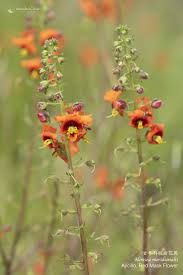 Image result for Alonsoa liniflora