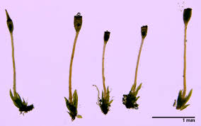 Attēlu rezultāti vaicājumam “Fissidens bryoides sporophyte”