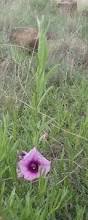 Image result for Ipomoea Lavender