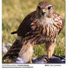 Image result for Falco columbarius