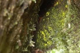 Attēlu rezultāti vaicājumam “Schistostega pennata”