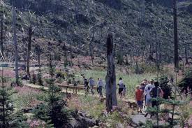 Image result for St Helens Miners