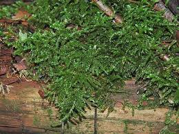 Attēlu rezultāti vaicājumam “Eurhynchium angustirete”