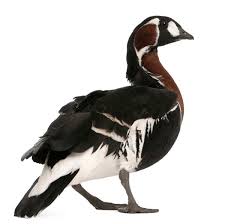 Attēlu rezultāti vaicājumam “Branta ruficollis adult”