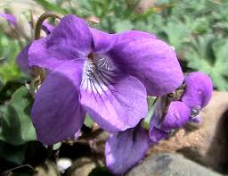 Attēlu rezultāti vaicājumam “Viola riviniana flower”